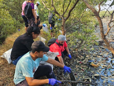 Mangrove Cleaning