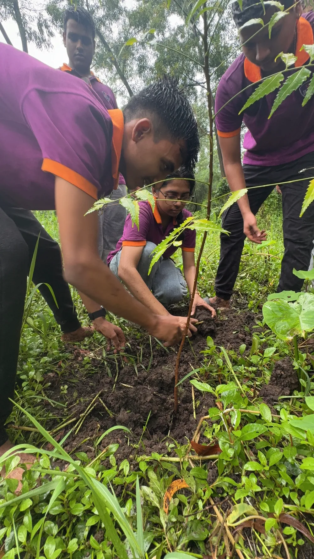 Tree Plantation Drive
